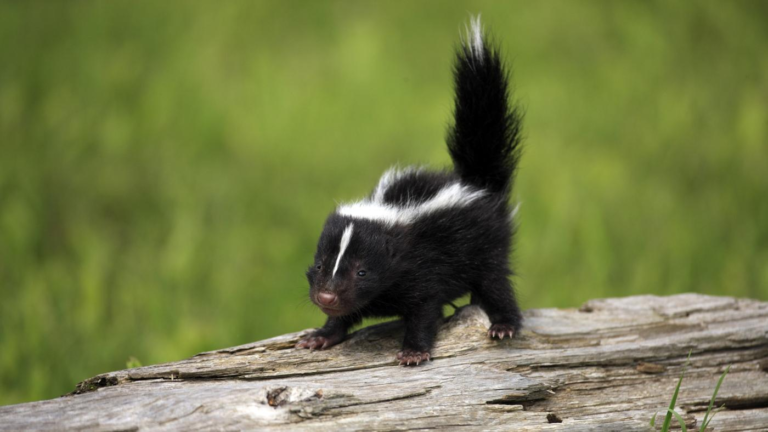Skunk Removal