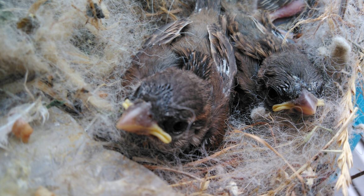 Bird Removal Vaughan