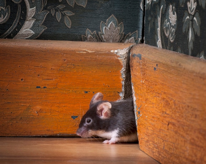 https://www.skedaddlewildlife.com/wp-content/uploads/2022/05/Victoria-Wildlife-Control_-Keep-Mice-Out-Of-Your-Bedroom-With-These-Tips-.jpg