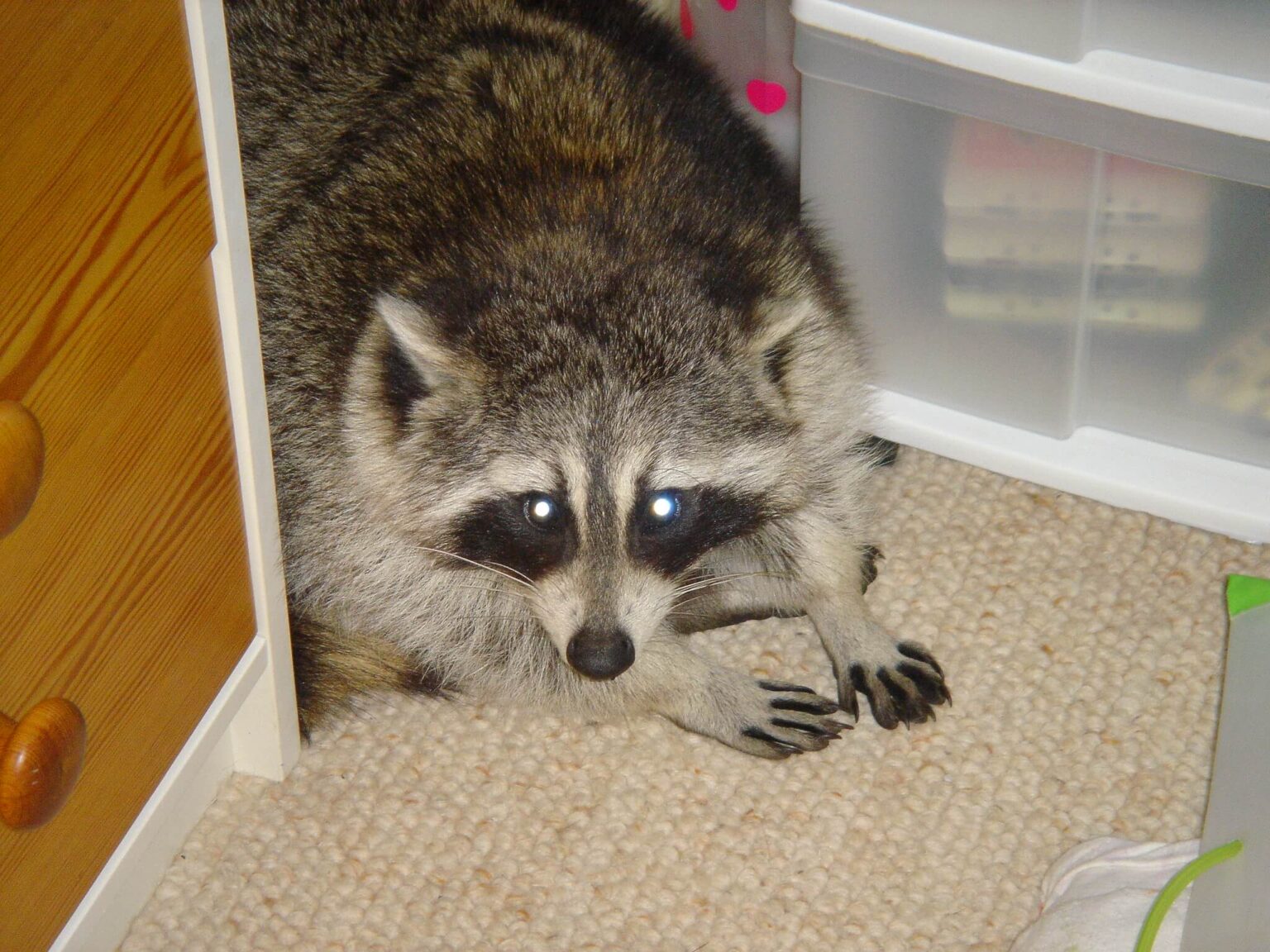 What Scares Raccoons?