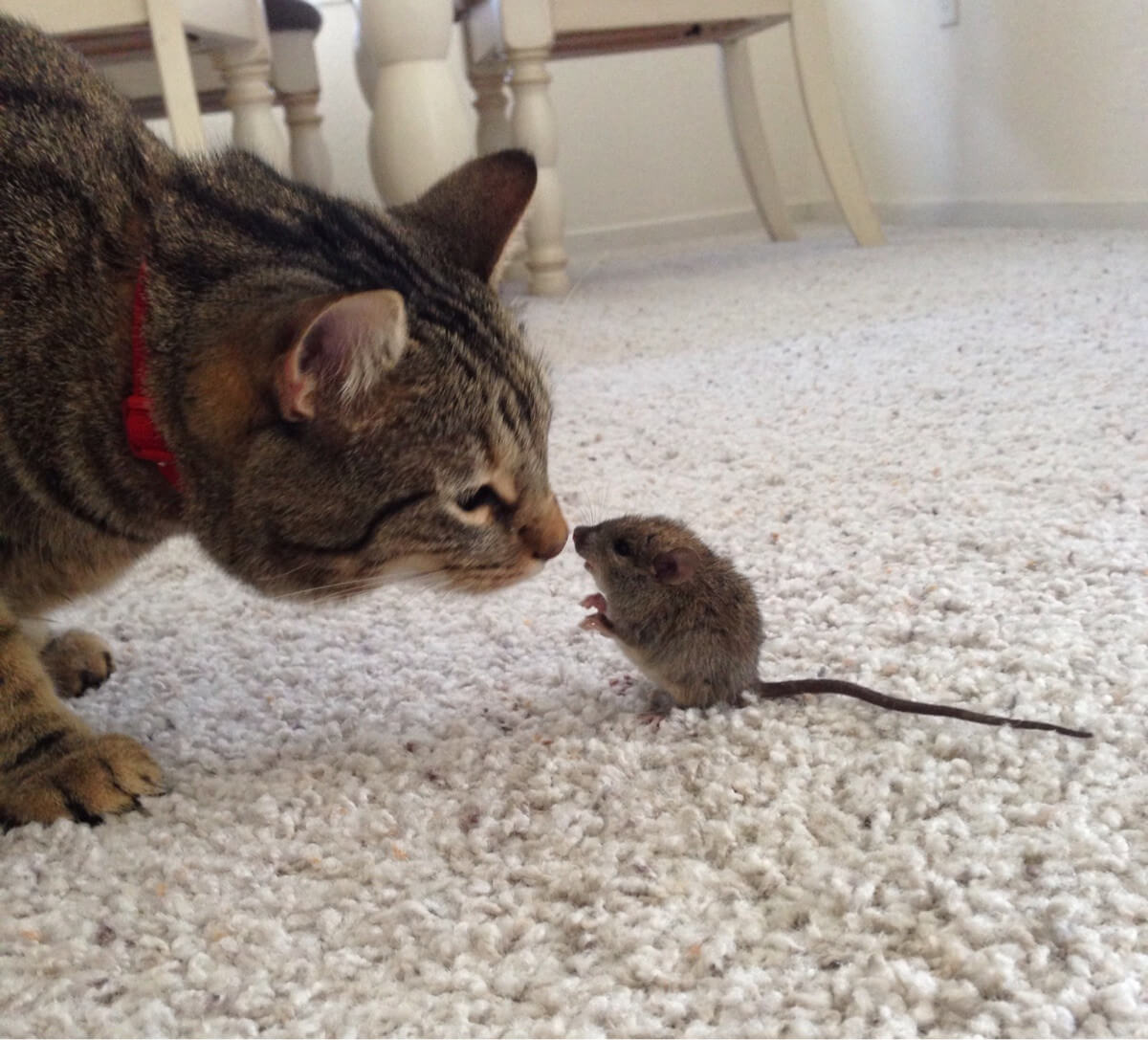 Mice Removal