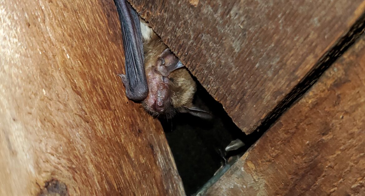 Bat Removal Kitchener