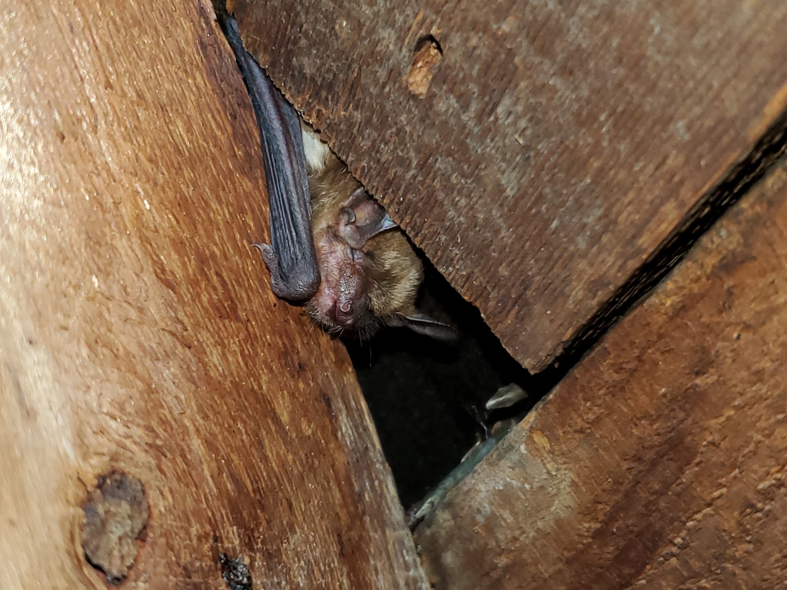 Bat Removal Kitchener