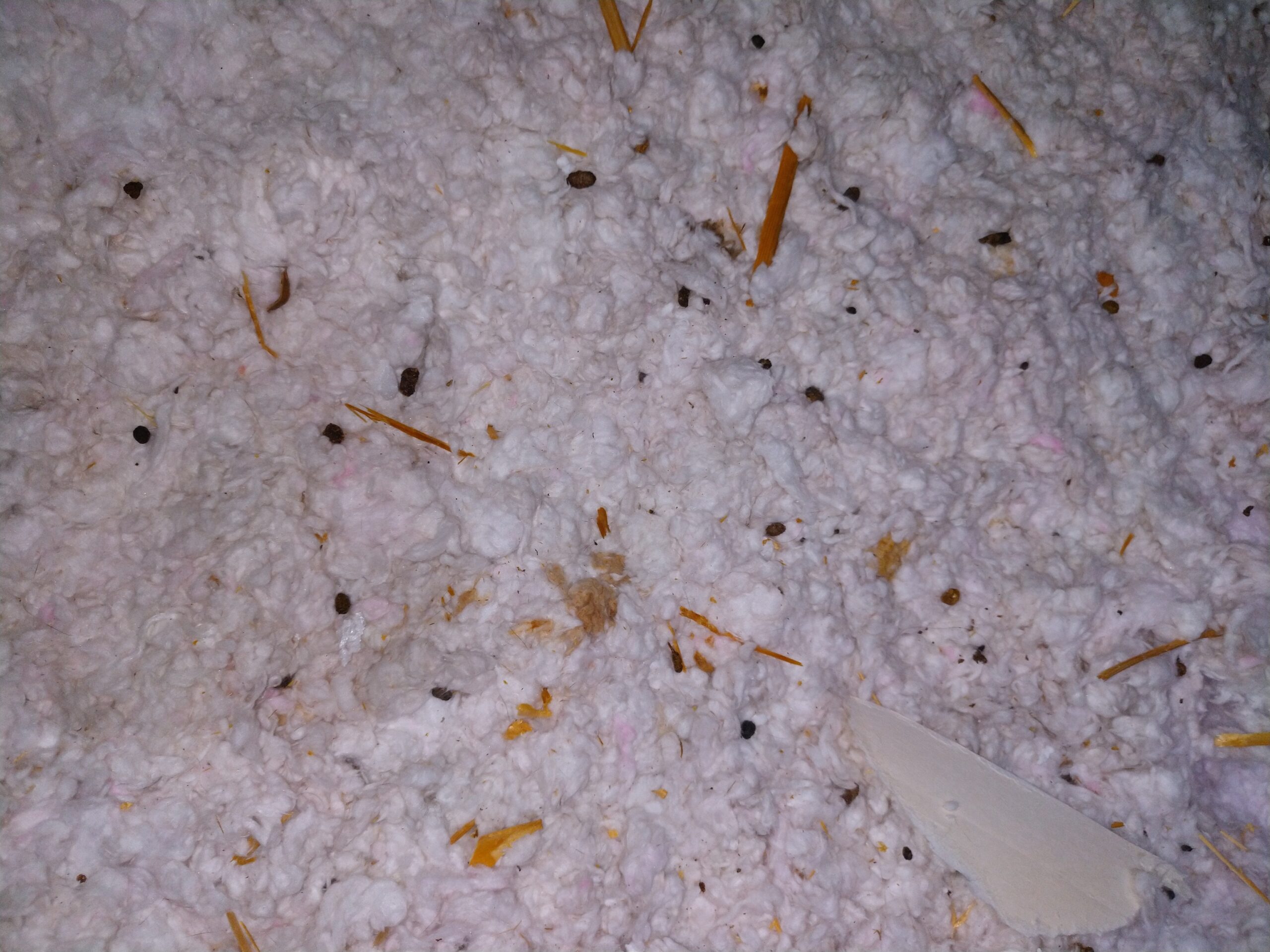 squirrel-damage-attic-wires-and-insulation