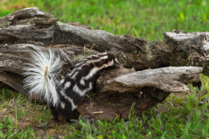 Skunk Removal Markham