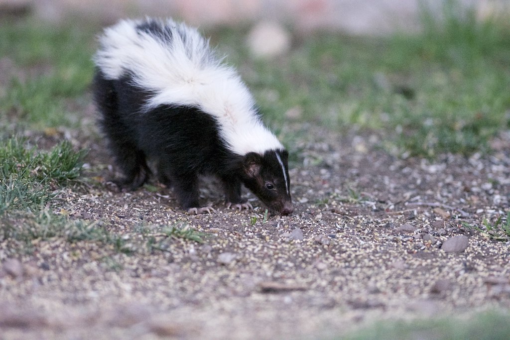 Skunk Control Markham