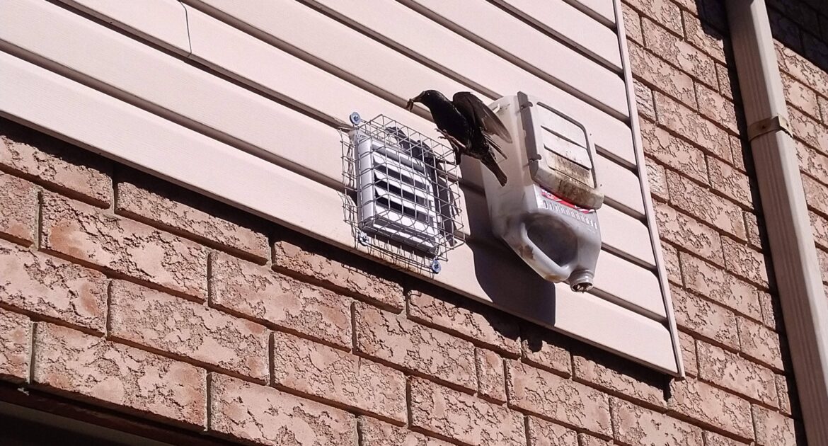 Bird Removal Milwaukee