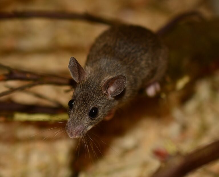 Niagara Wildlife Removal Are Mice Attracted To Mulch?