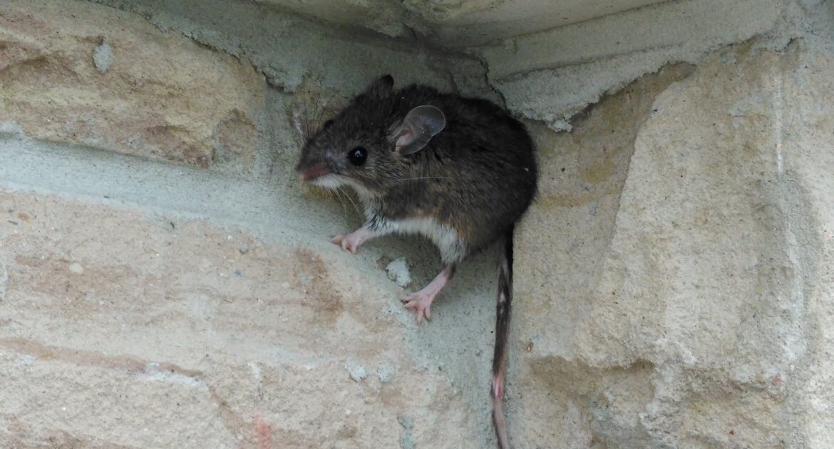 Mice Removal Okanagan