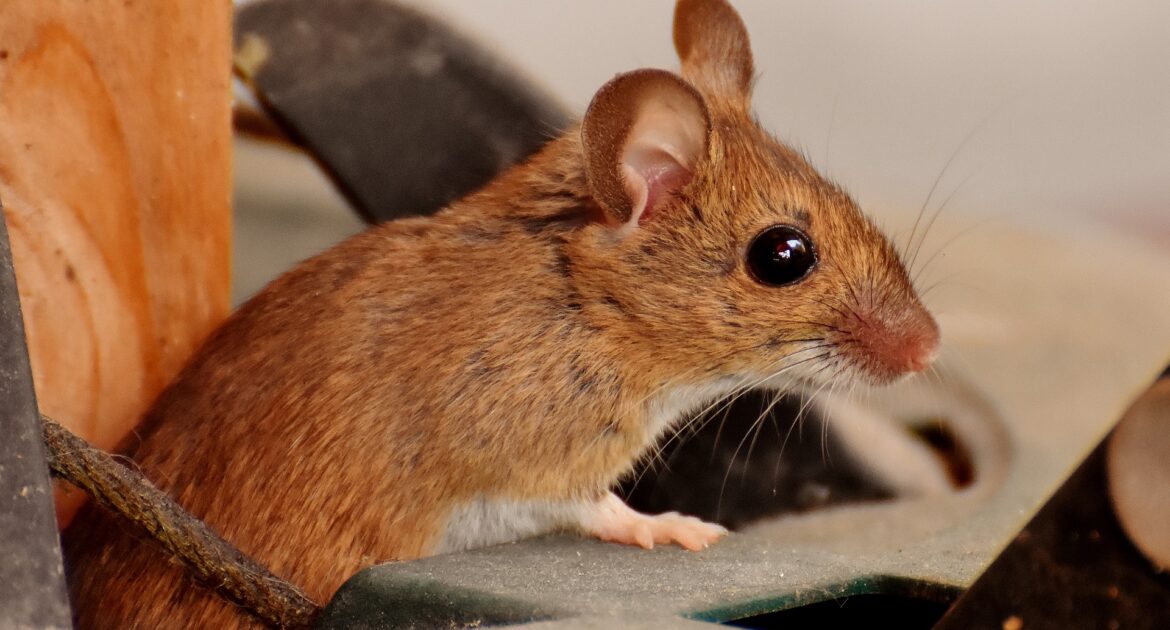 Mice Removal Pickering