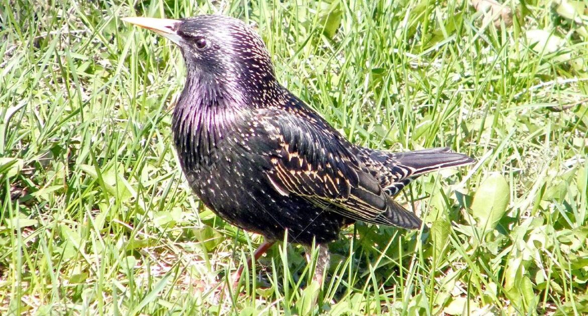 Wildlife Control Coquitlam