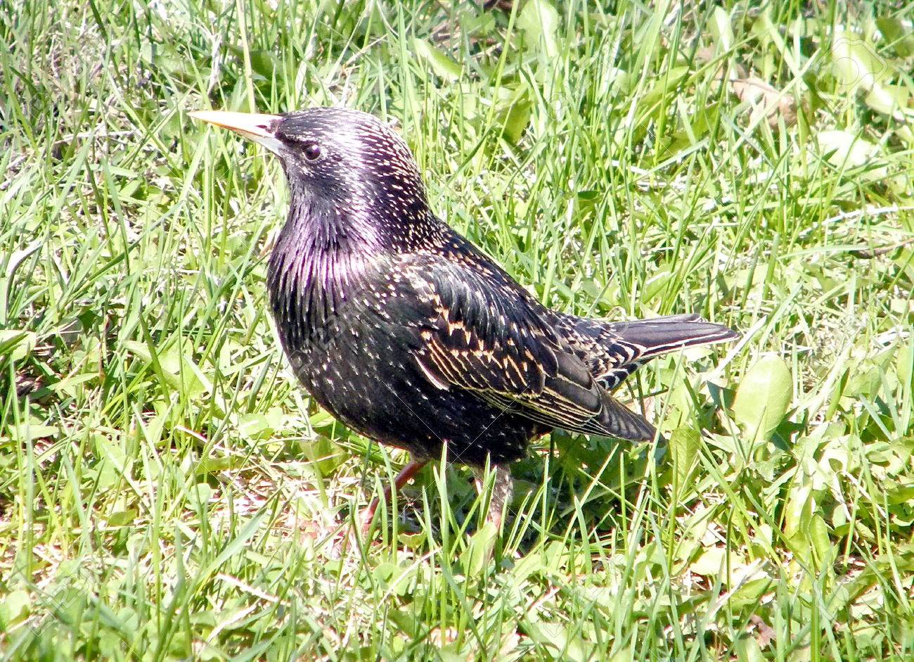 Wildlife Control Coquitlam