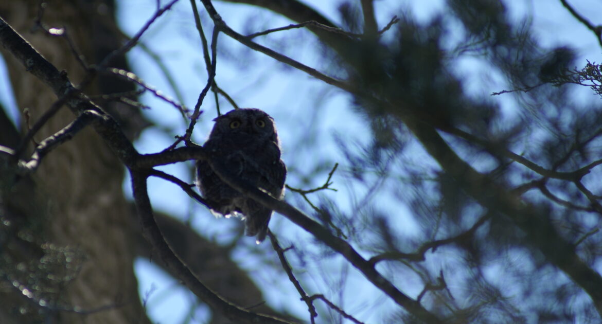 Wildlife Removal Richmond Hill