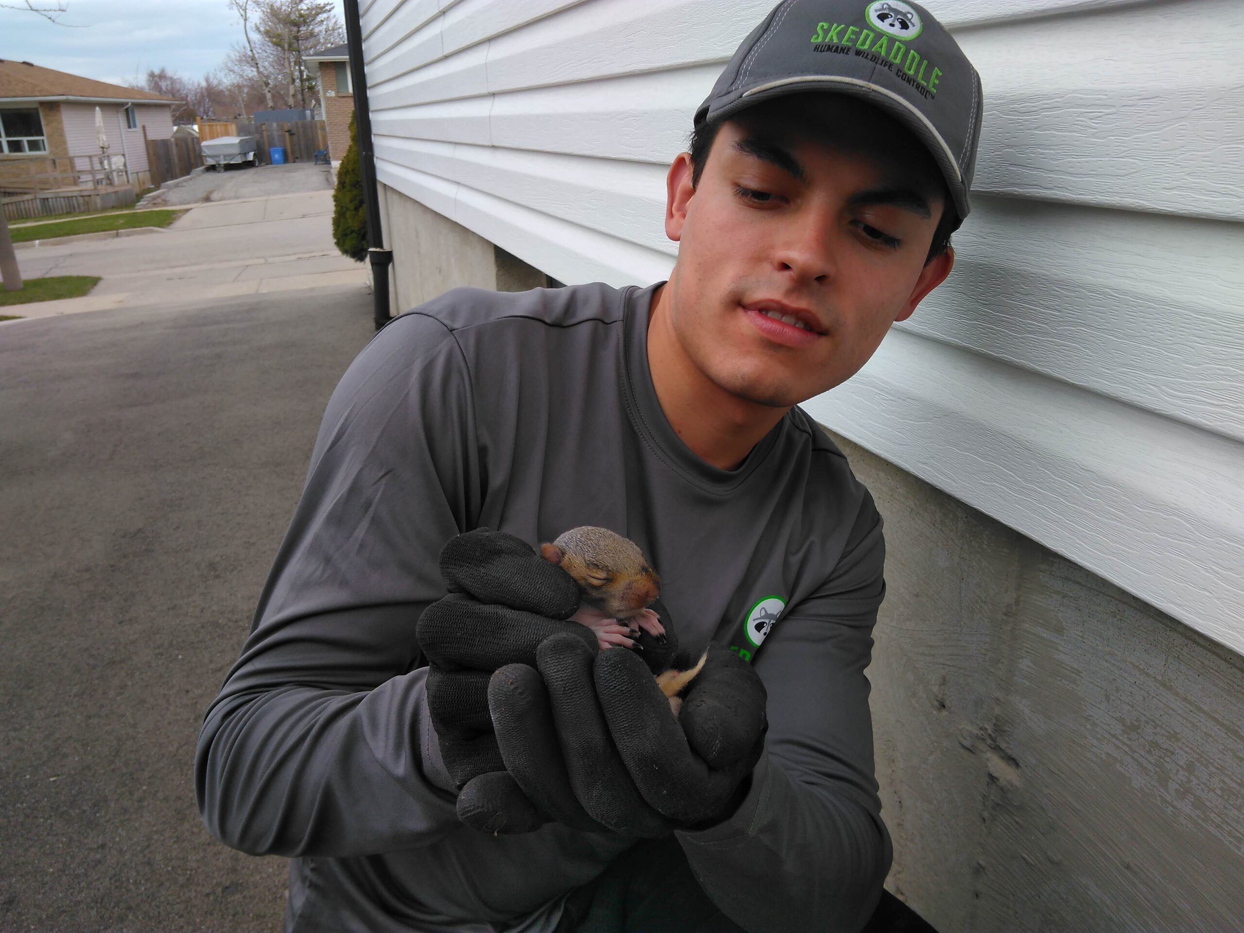 squirrel-damage-attic-wires-and-insulation