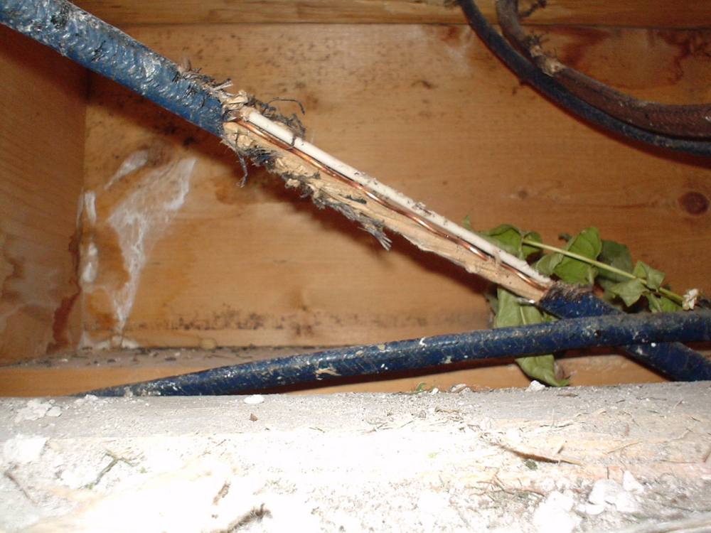 squirrel-damage-attic-wires-and-insulation