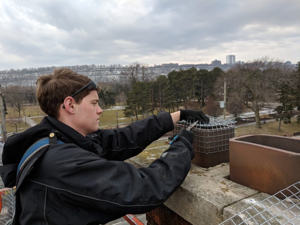 Raccoon Removal Montreal