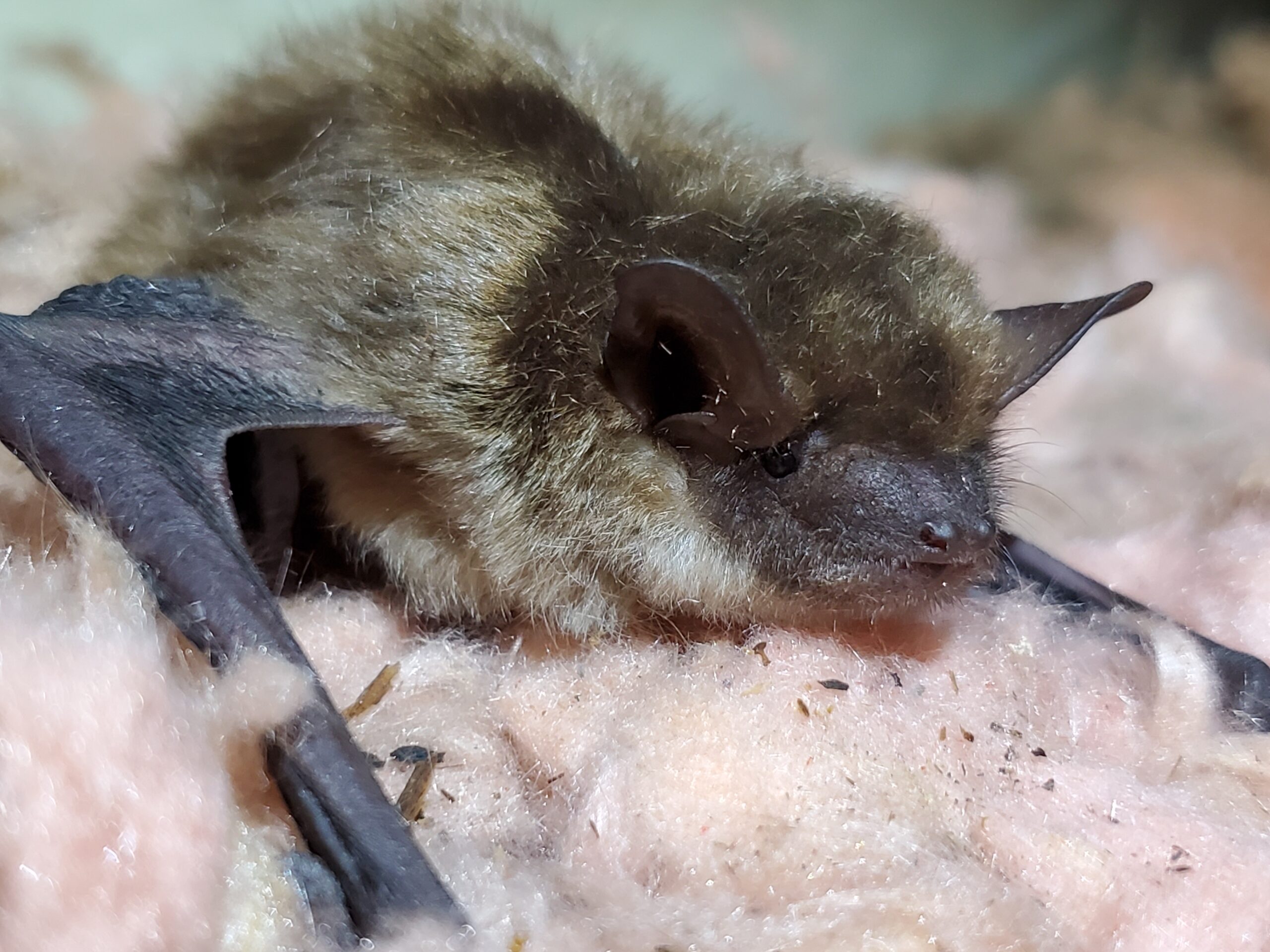 Bat Removal Victoria
