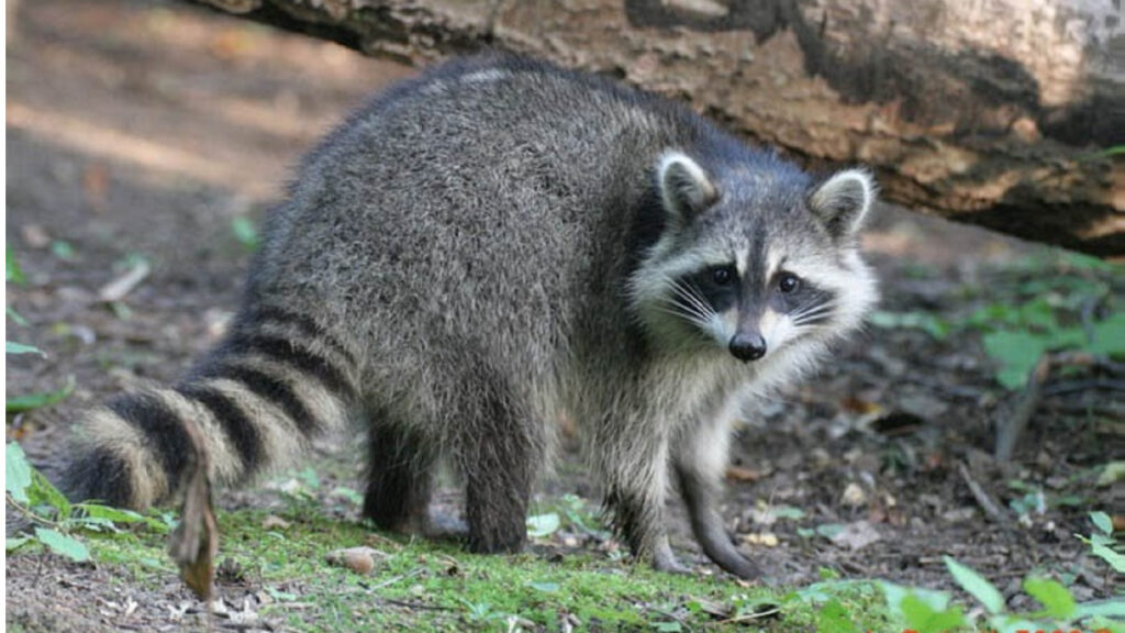 Raccoon Removal Waukesha