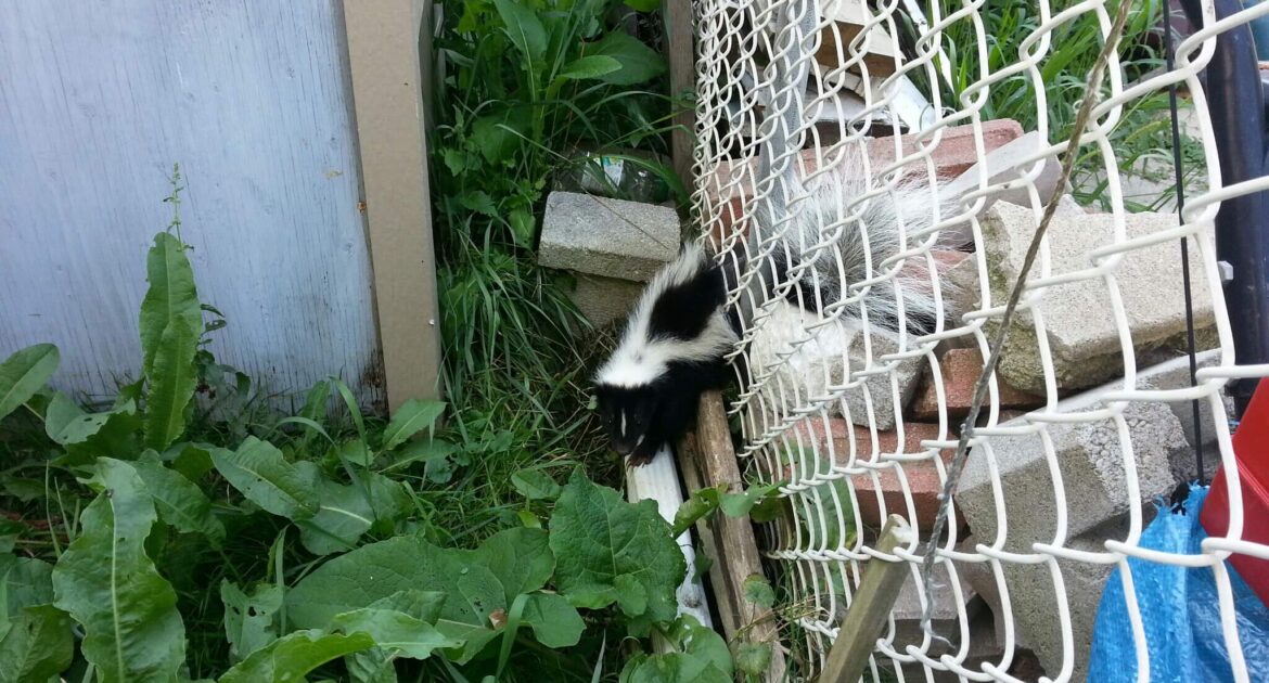 Skunk Removal