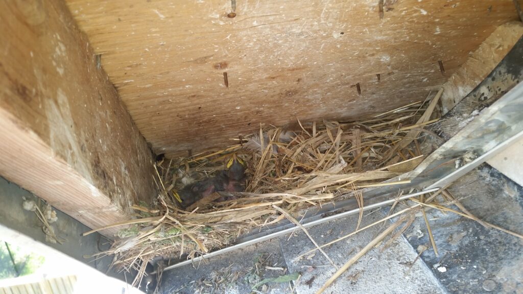 Why are Bird Nests Dangerous?