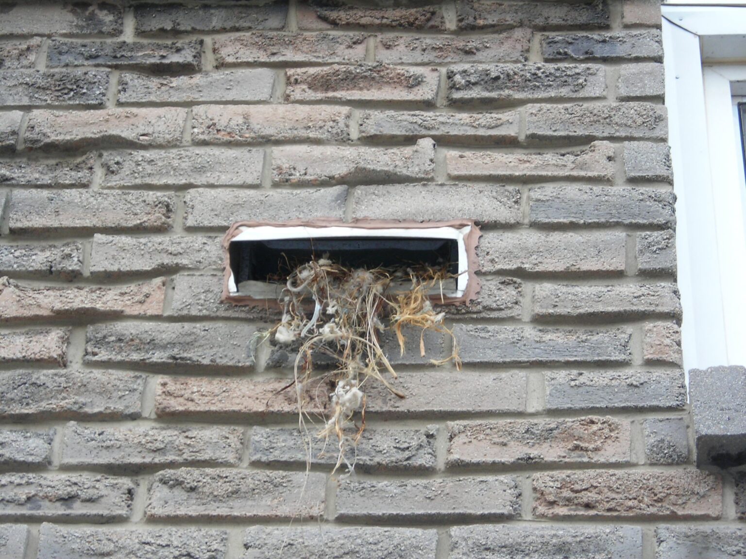 How To Remove Birds From A Vent Skedaddle Wildlife Control