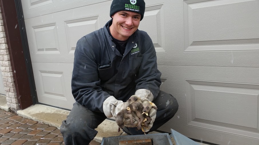 Skedaddle technician holds a litter of baby raccoons