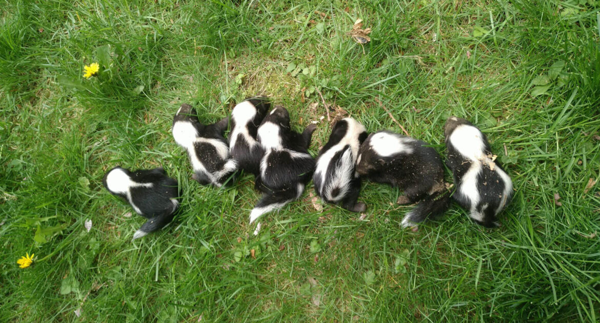 Skunk Removal Milwaukee
