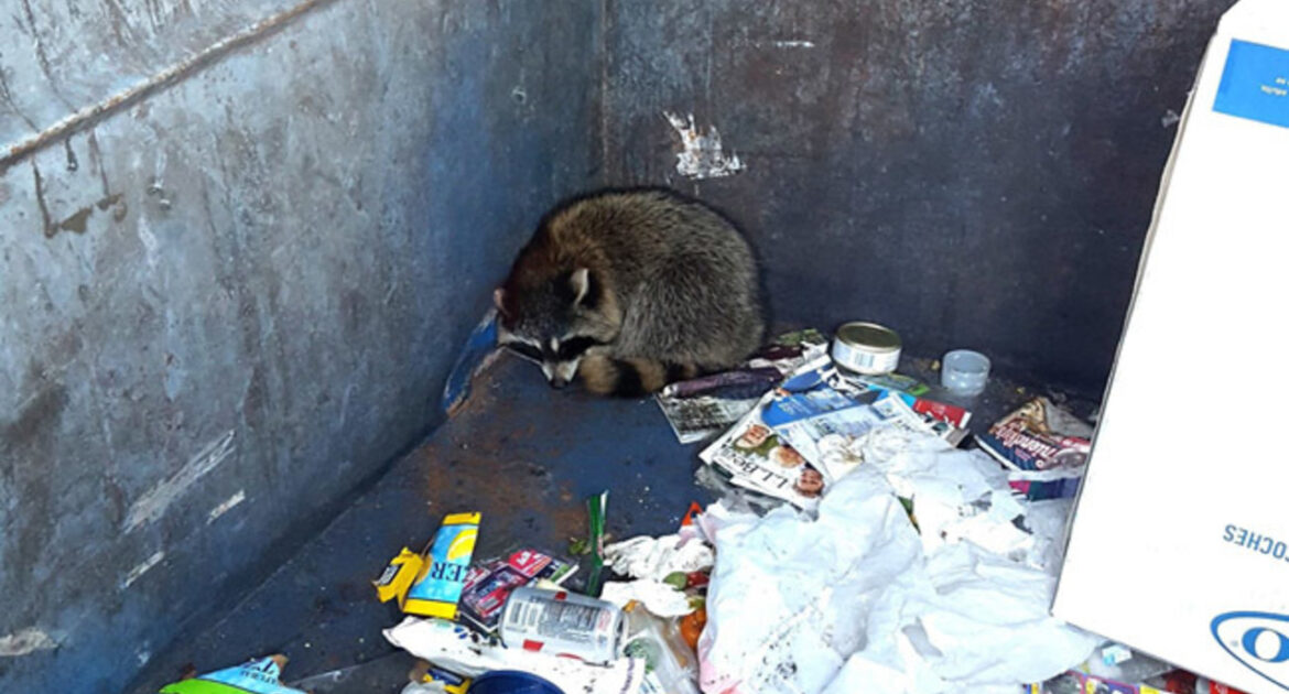 Raccoon Removal Niagara