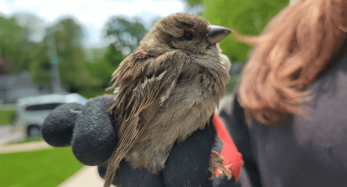 Bird Removal Oakville
