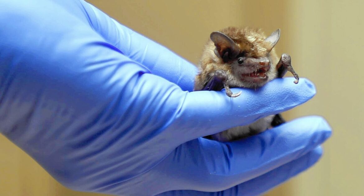 Bat Removal Okanagan