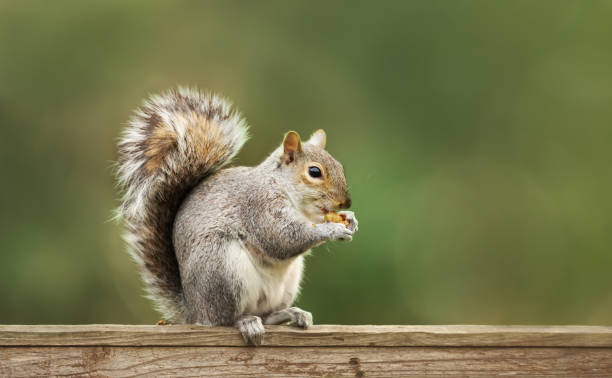 Squirrel Removal