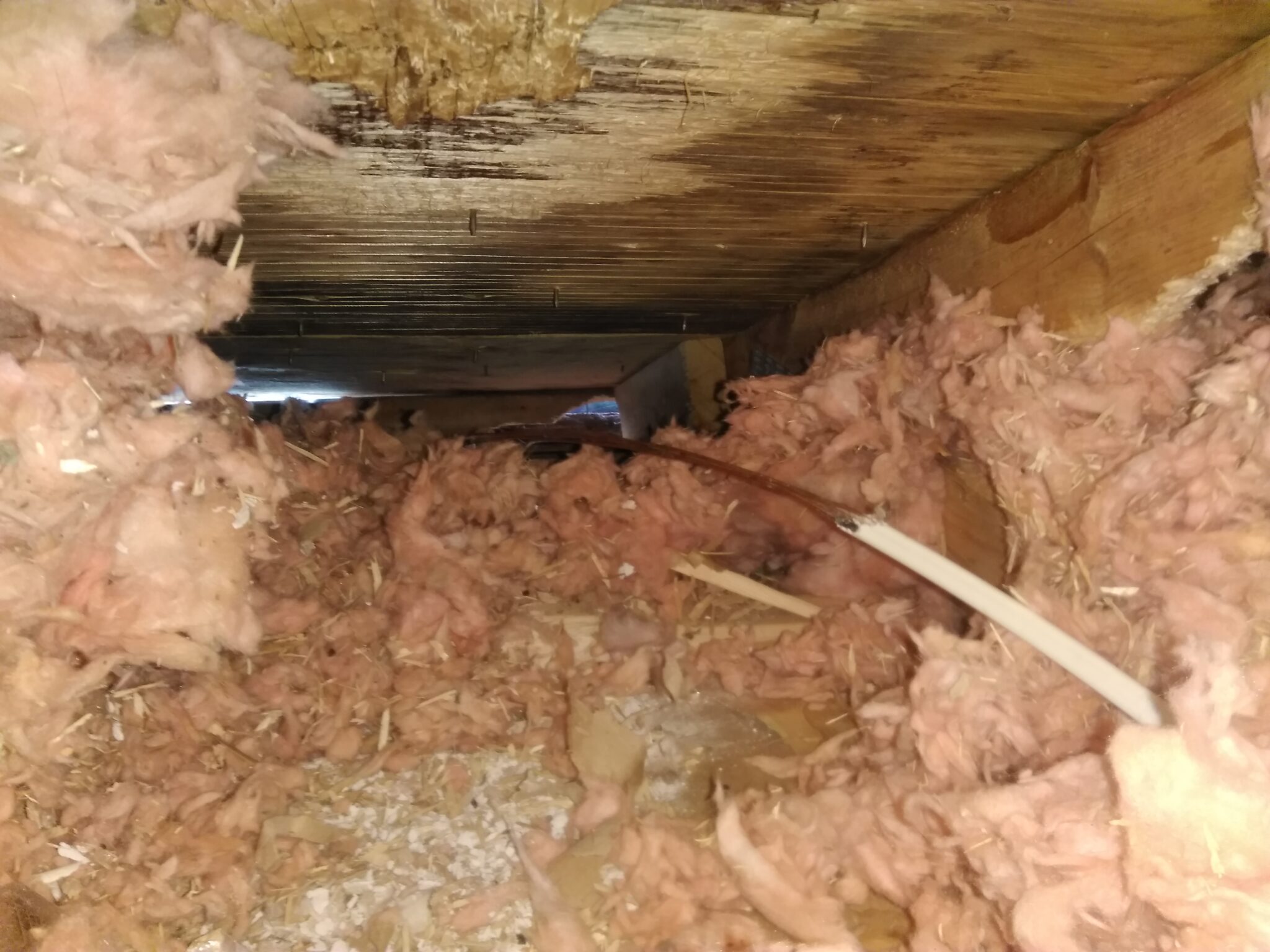 What Kind Of Damage Can Raccoons Do? Skedaddle