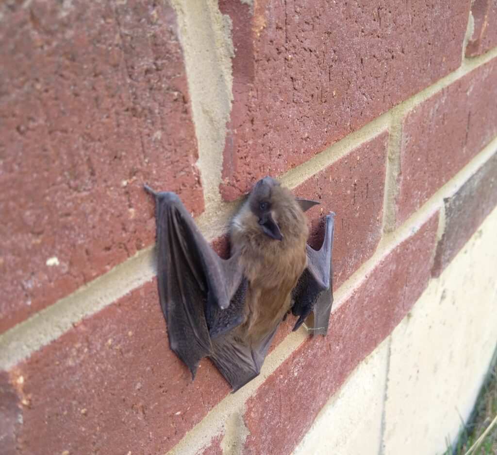 How do bats get into my attic? Skedaddle Wildlife Control