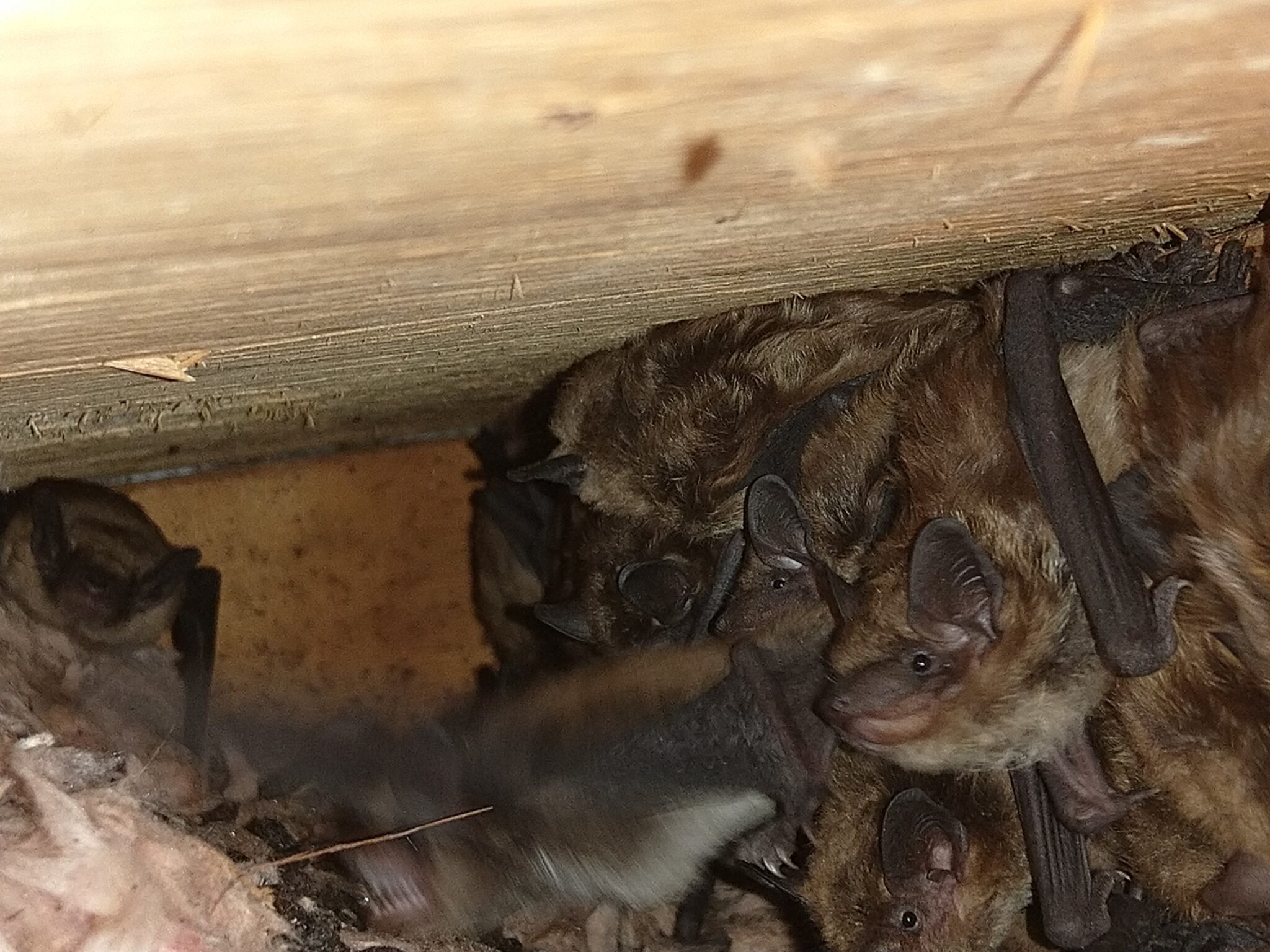 What Do Bats in the Attic Sound Like?