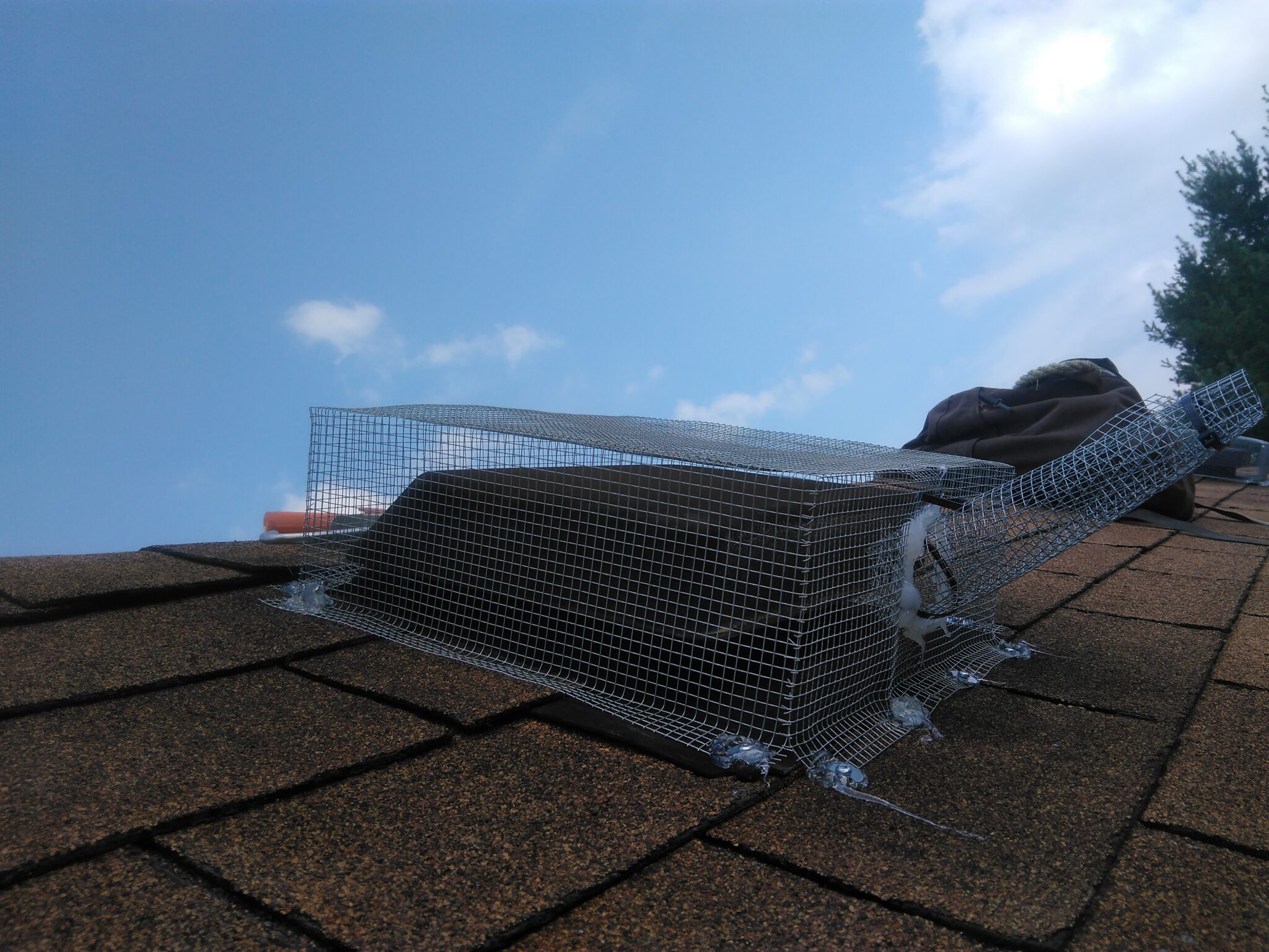 Why Do Bats Live In Homes? Skedaddle Wildlife Control