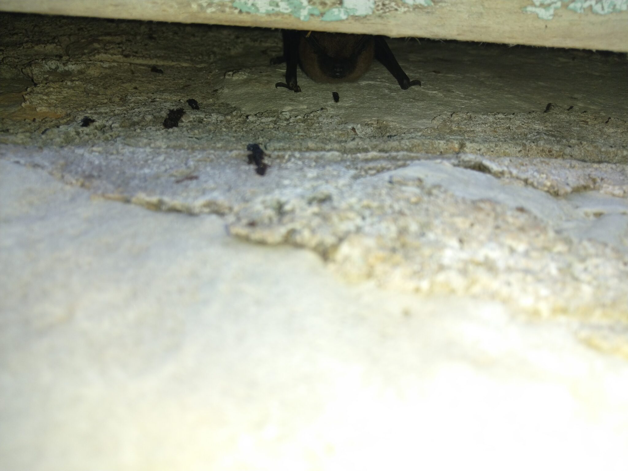 How Do I Know I Have Bats? Skedaddle Wildlife Control