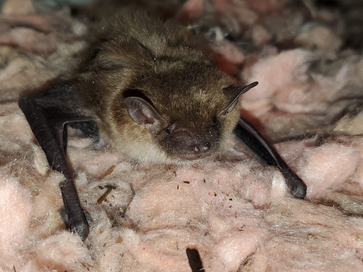 Why Do Bats Live In Homes? Skedaddle Wildlife Control