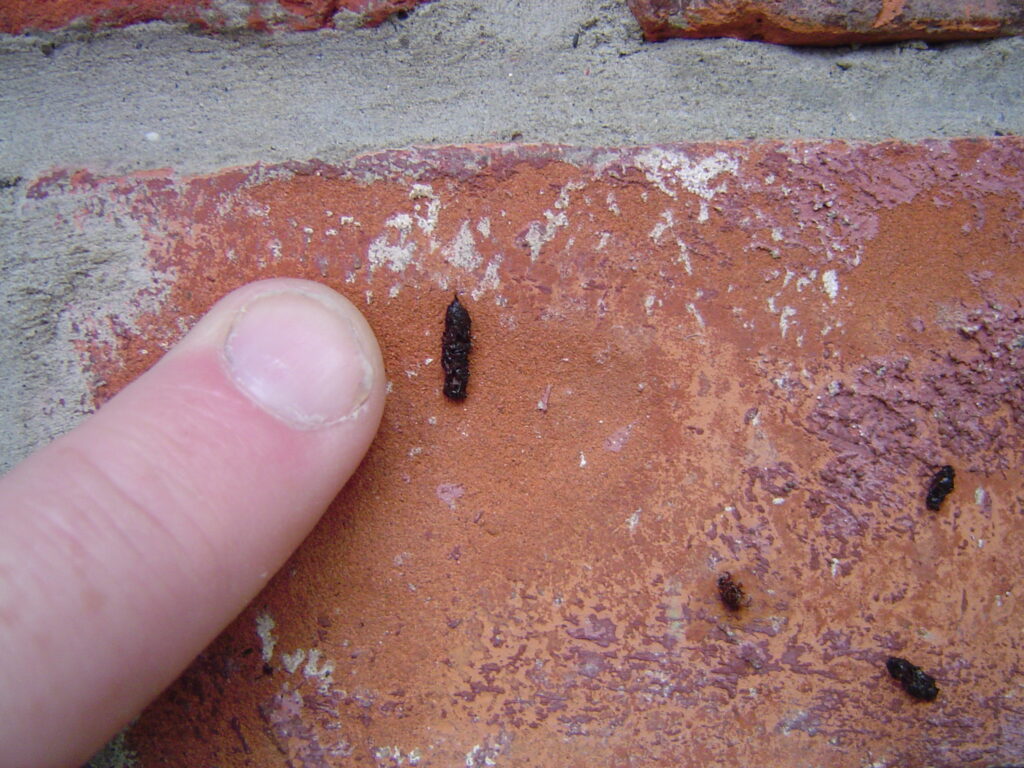 How to Clean Bat Droppings?