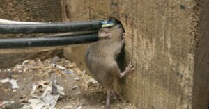 A small brown mouse standing on its hind legs, chewing through the black insulation of electrical cables where they pass through a hole in a wooden beam.