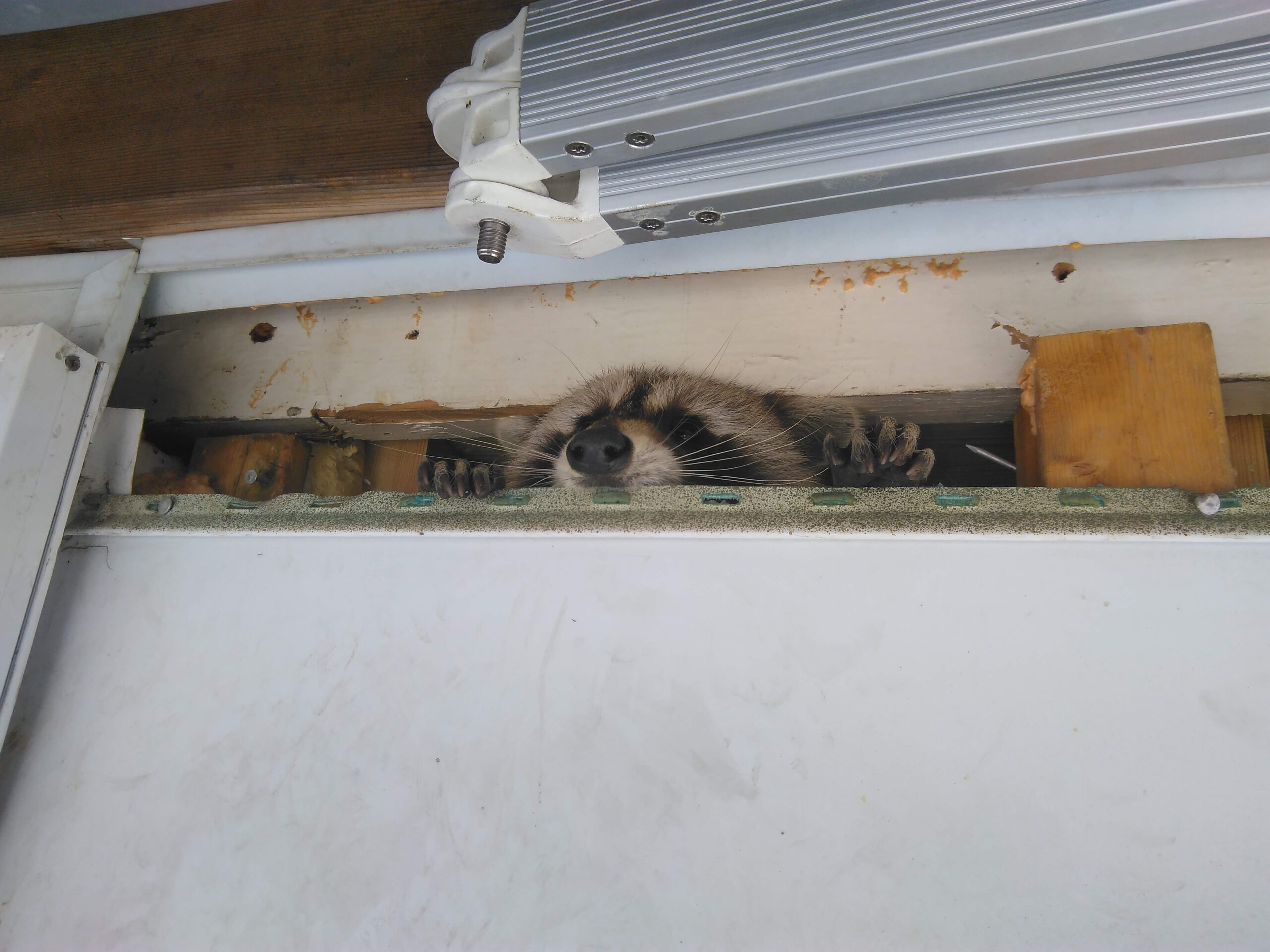 How Raccoons Get Into Houses? | Skedaddle Wildlife Control