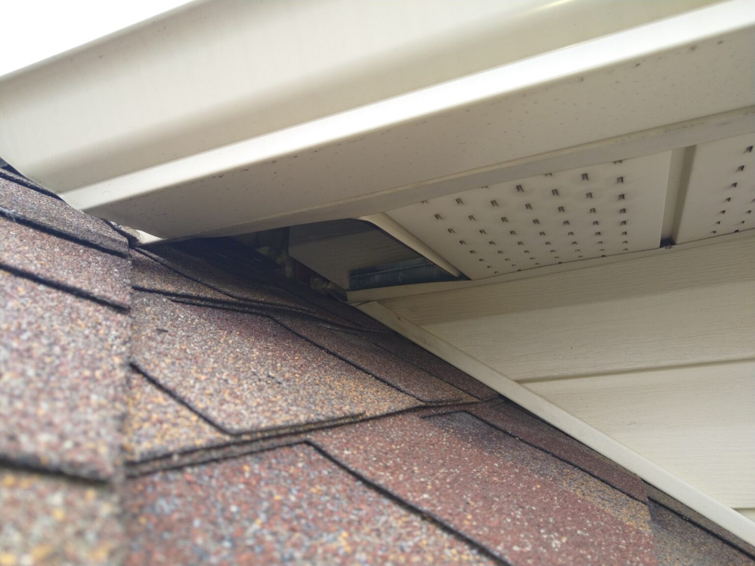 How Raccoons Get Into Houses? Skedaddle Wildlife Control