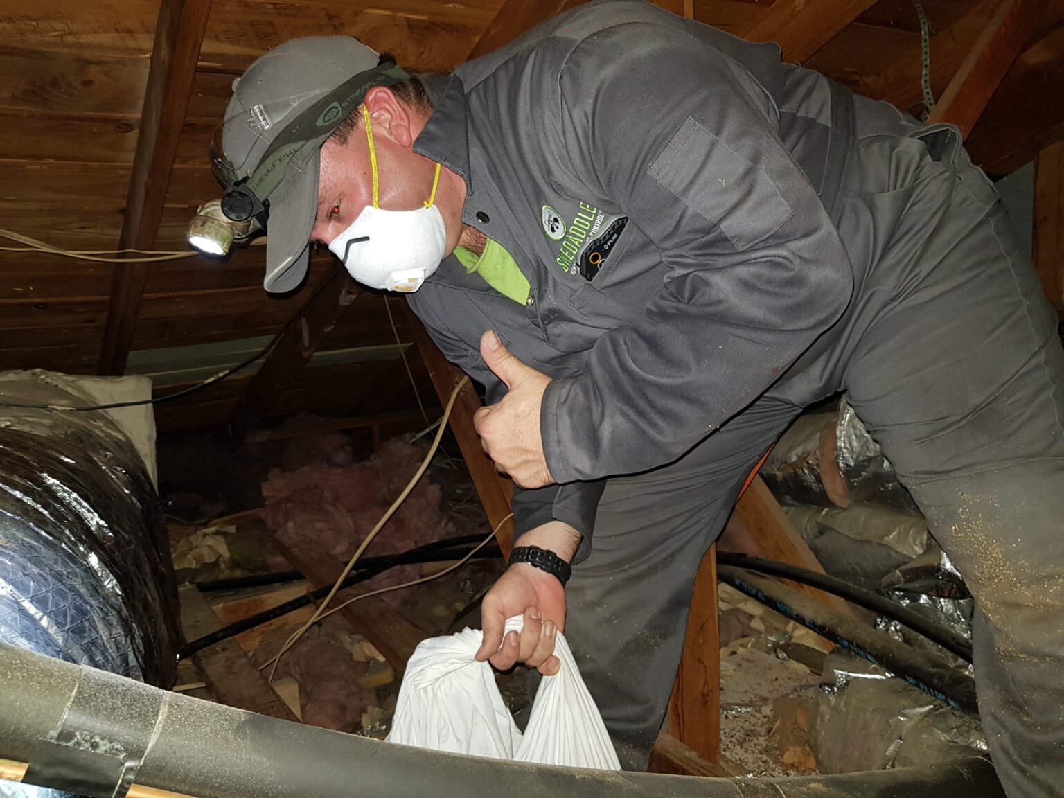 How to Safely Clean Mouse Droppings Skedaddle