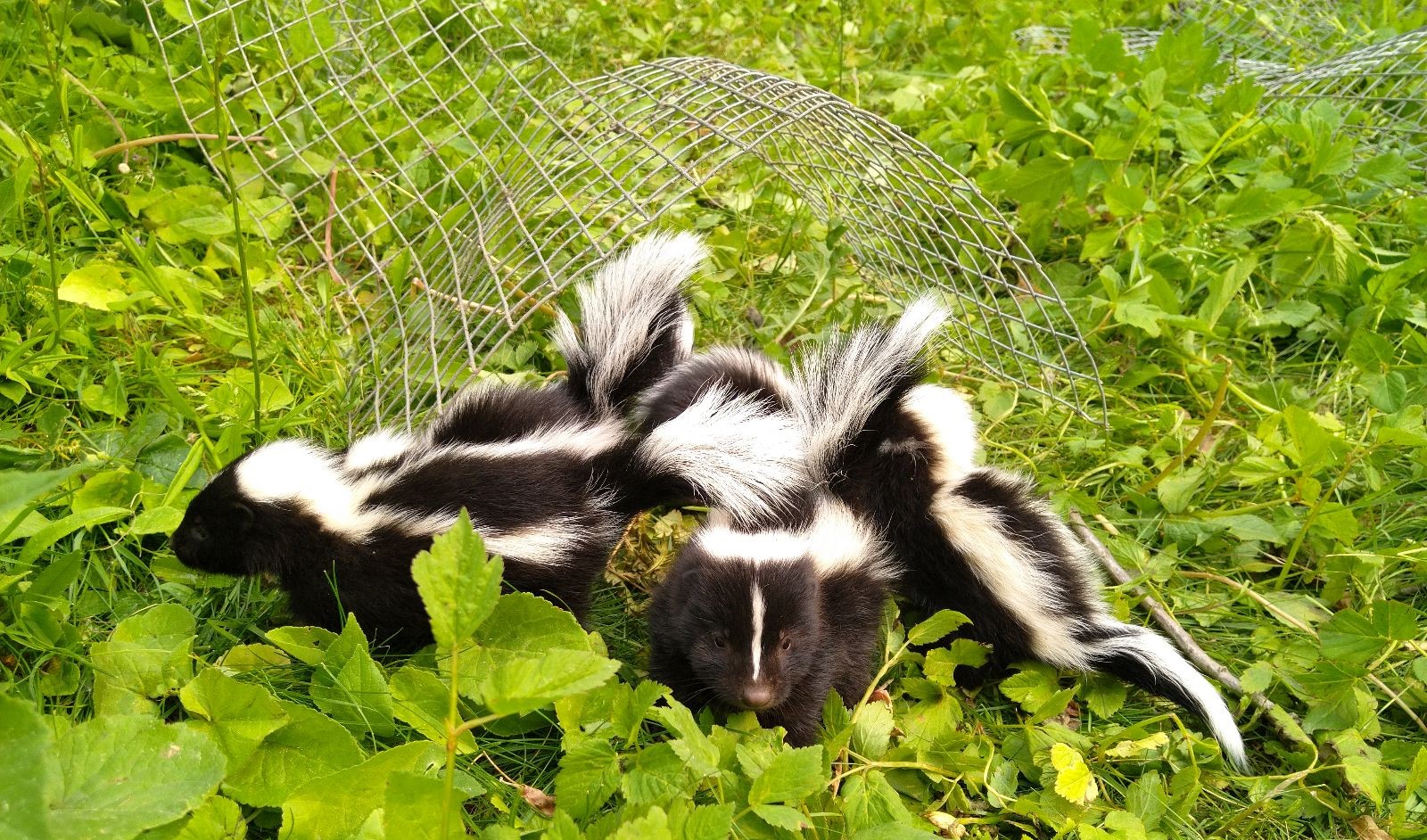 Getting Rid of Skunk Smell in Barrie Homes