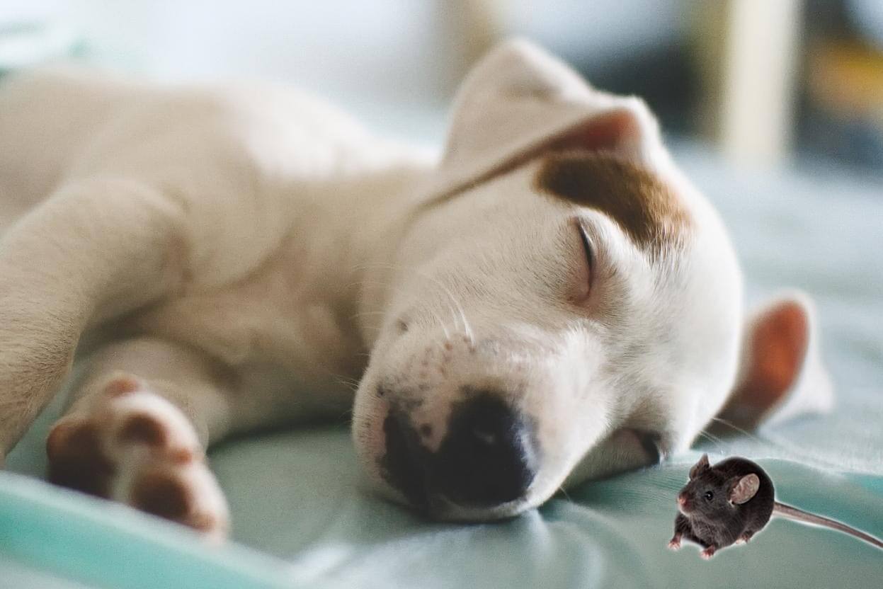 Do Dogs Attract Mice Or Keep Them Away Skedaddle Humane Wildlife Control do-dogs-attract-mice-or-keep-them-away-skedaddle-humane-wildlife-control