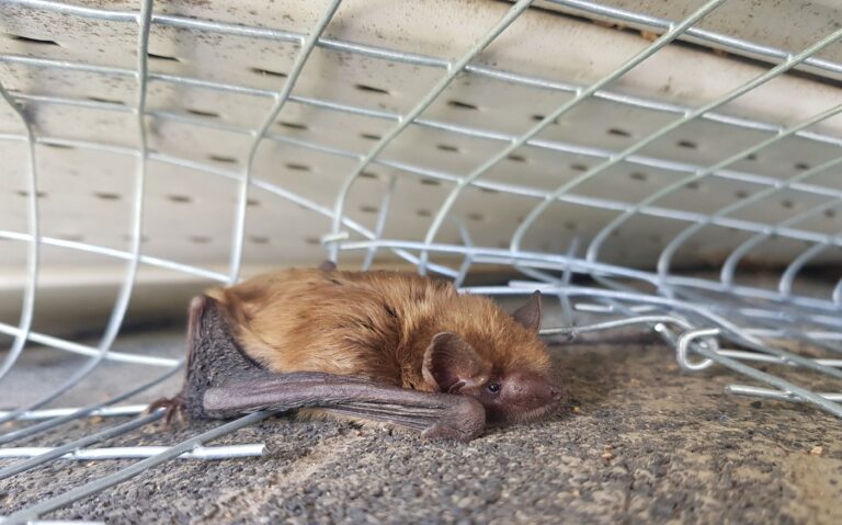 A close up view of a brown bat lying on concrete next to a galvanized wire mesh screen.