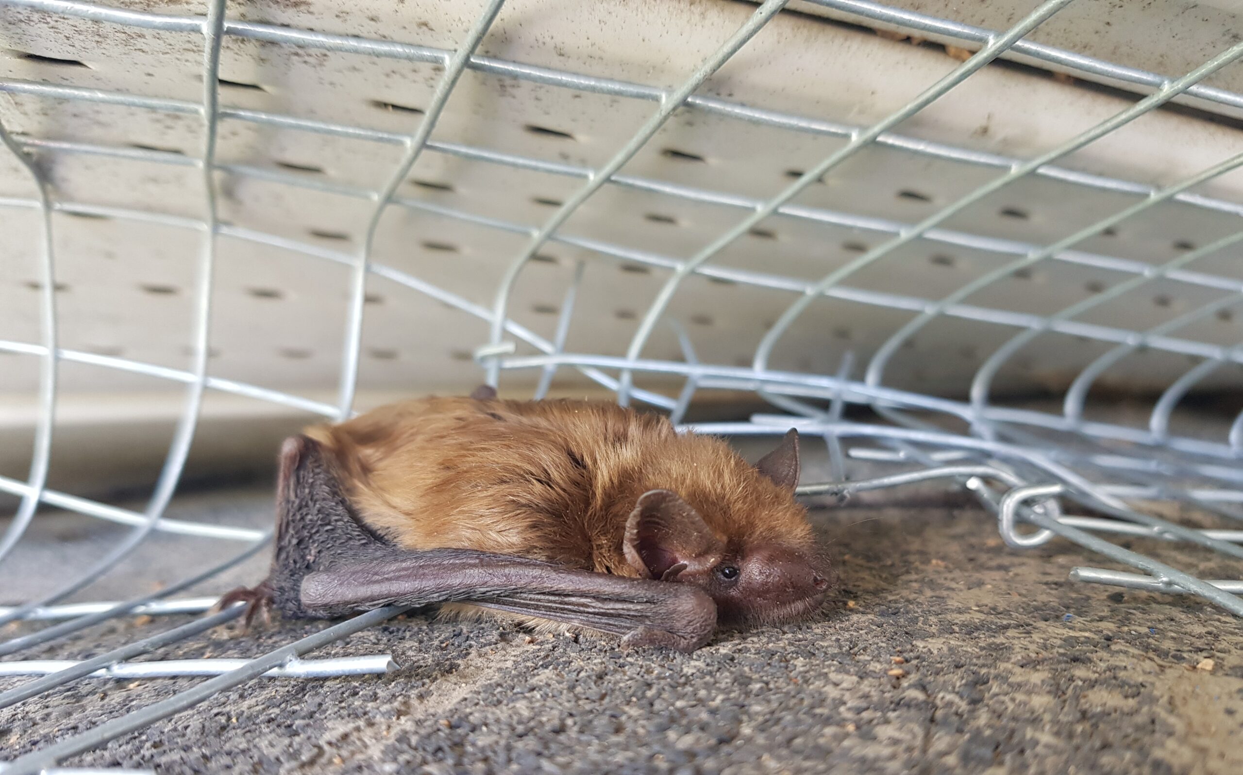 Bat Removal