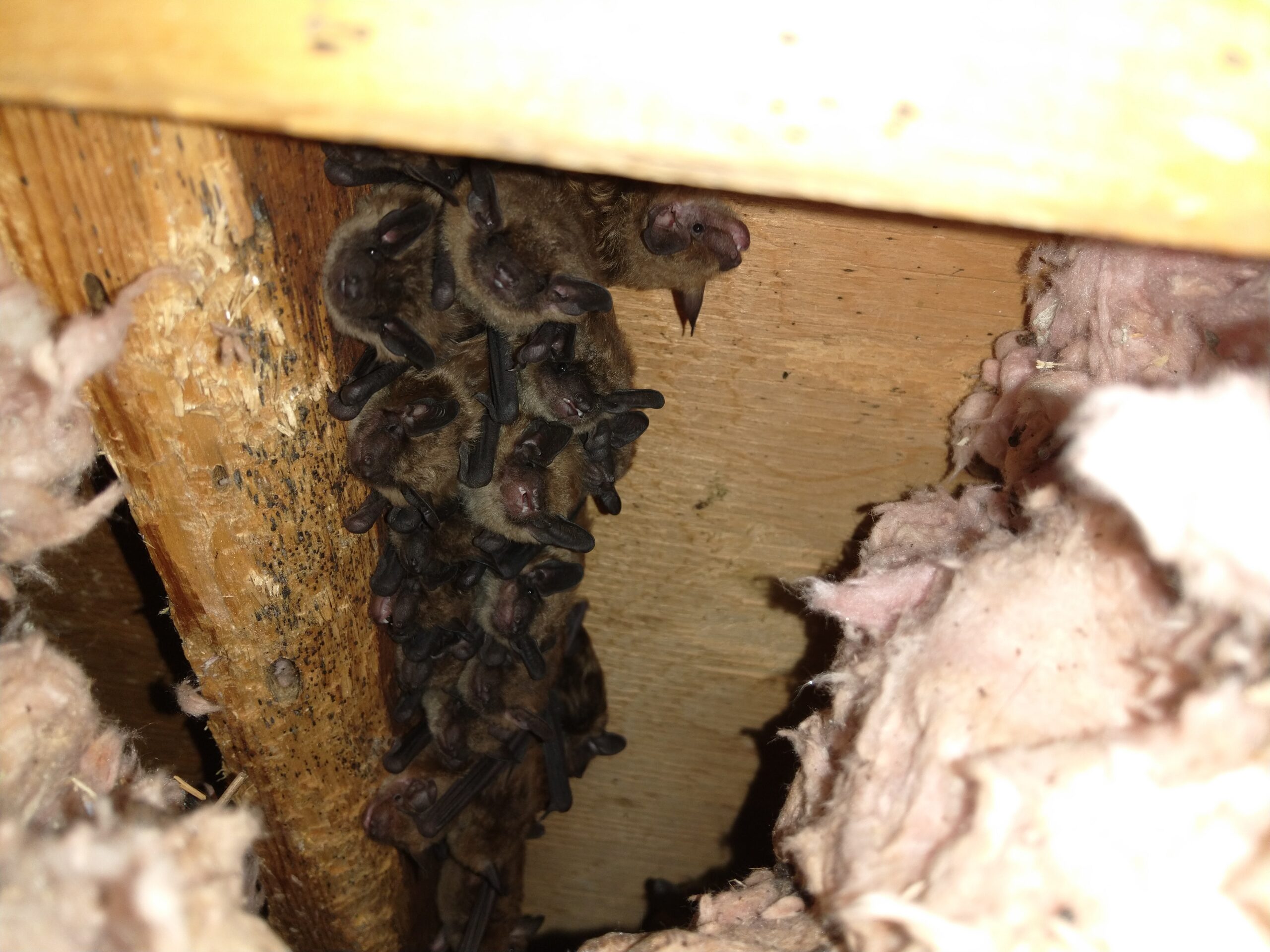 Ottawa Wildlife Removal: How to Get Bats Out of the Wall?