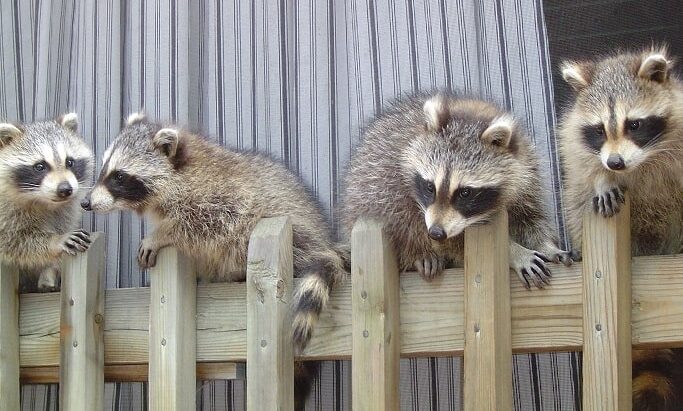 Racoon Babies