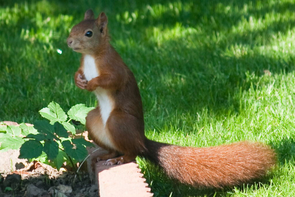 American Red Squirrel