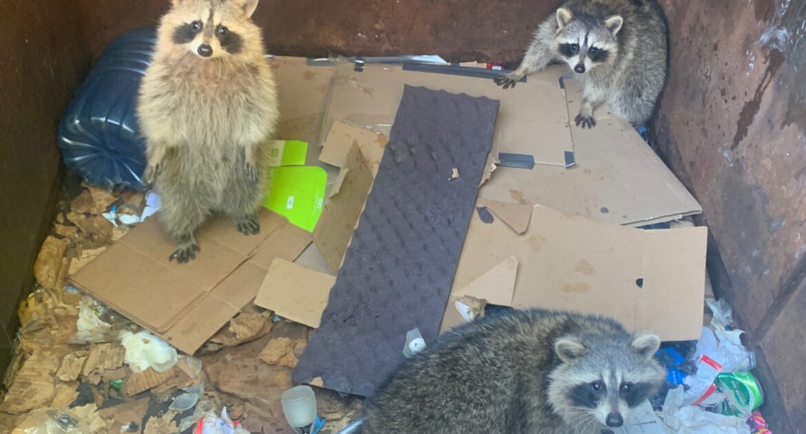 Raccoon Removal Victoria
